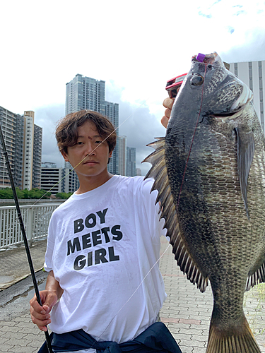 クロダイの釣果