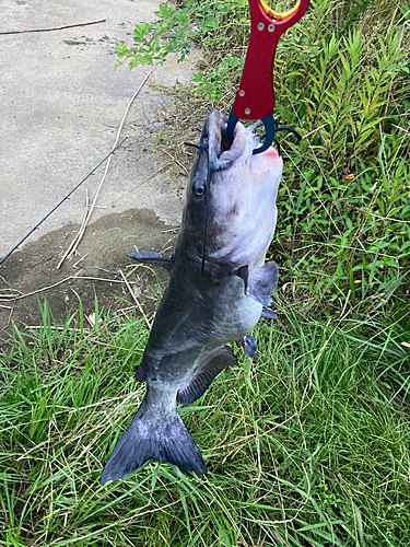 アメリカナマズの釣果