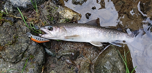 イワナの釣果