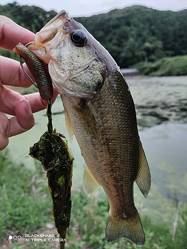 ブラックバスの釣果