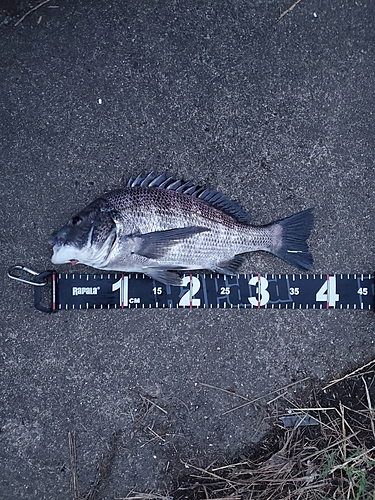 クロダイの釣果