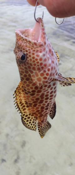 カンモンハタの釣果