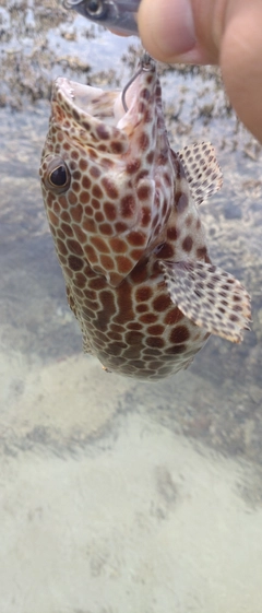 カンモンハタの釣果