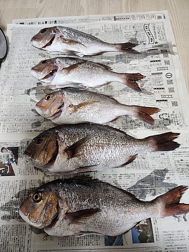 タイの釣果