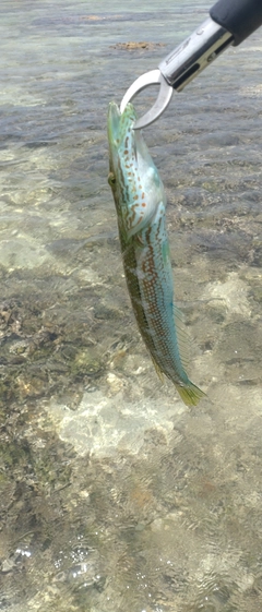 カマスベラの釣果