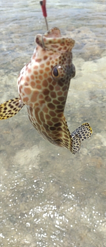 カンモンハタの釣果