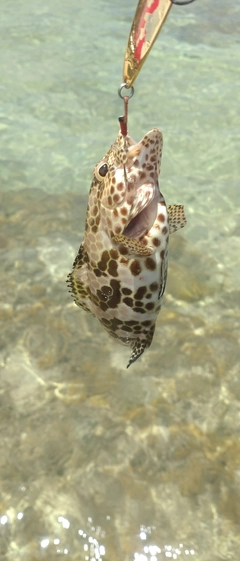 カンモンハタの釣果