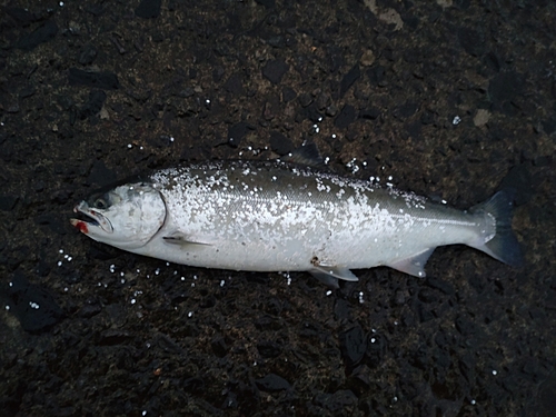 サクラマスの釣果