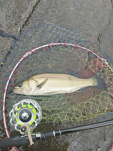 フッコ（マルスズキ）の釣果