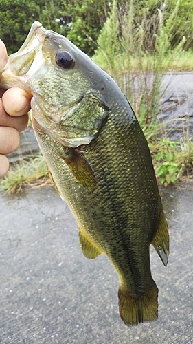 ラージマウスバスの釣果