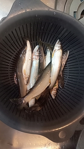 アユの釣果