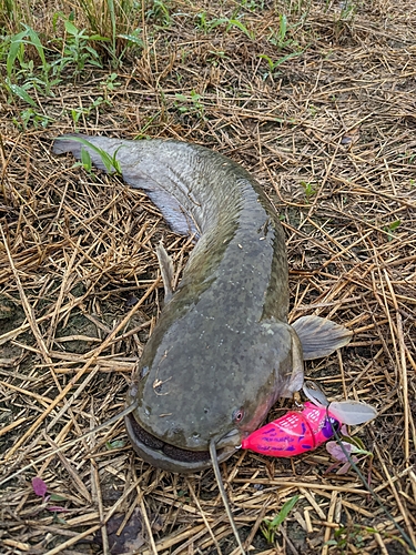 ナマズの釣果