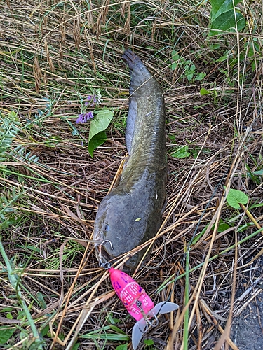 ナマズの釣果