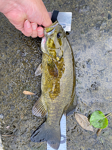 スモールマウスバスの釣果