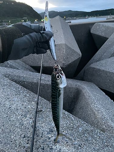 サバの釣果
