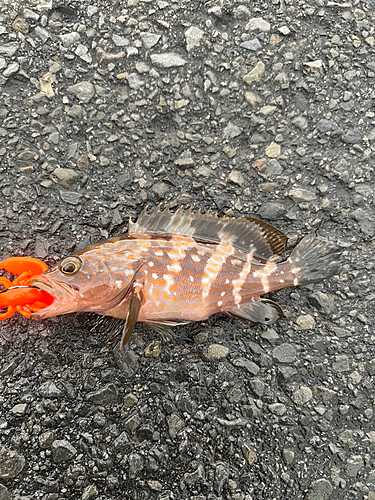 アコウの釣果