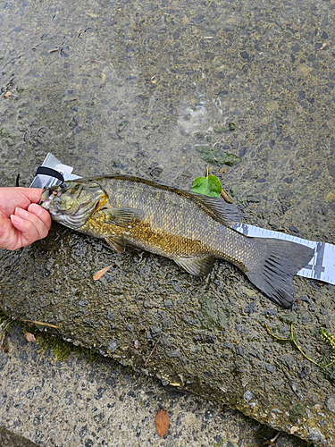 スモールマウスバスの釣果