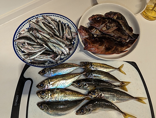 アジの釣果