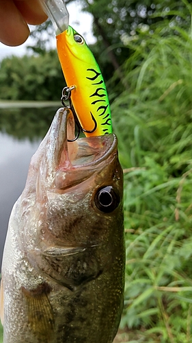 ブラックバスの釣果