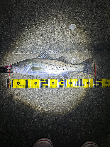 シーバスの釣果