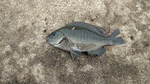 メジナの釣果