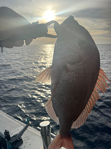 タイの釣果