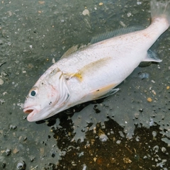 イシモチの釣果