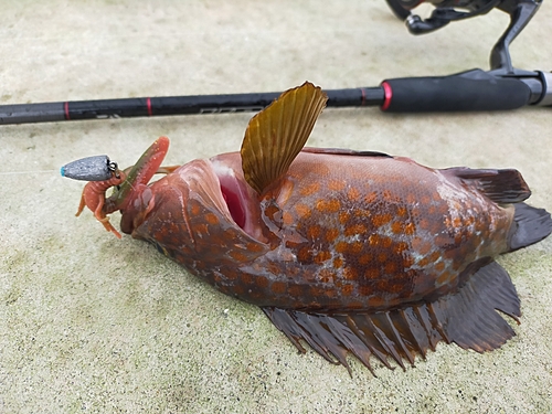 アコウの釣果