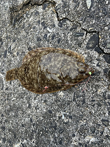 カレイの釣果