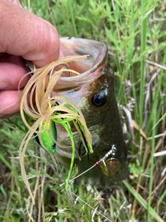 ラージマウスバスの釣果