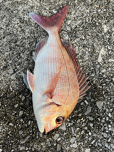 マダイの釣果