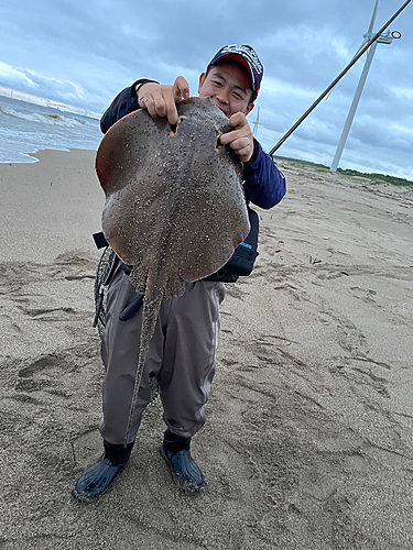 エイの釣果