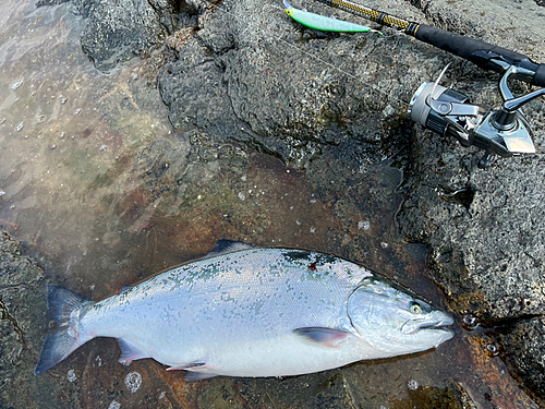 サクラマスの釣果