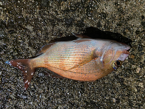 タイの釣果