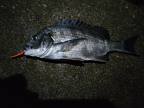 チヌの釣果