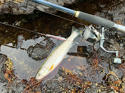 アメマスの釣果