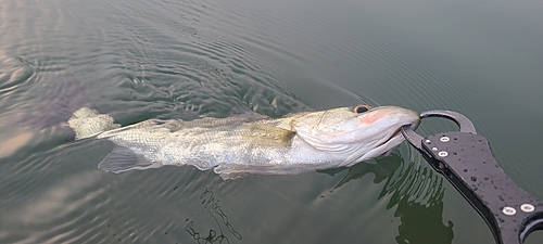 スズキの釣果