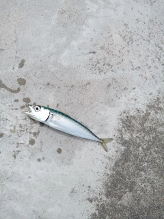 サバの釣果