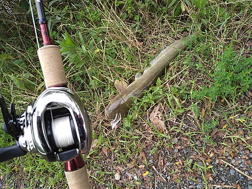 ナマズの釣果