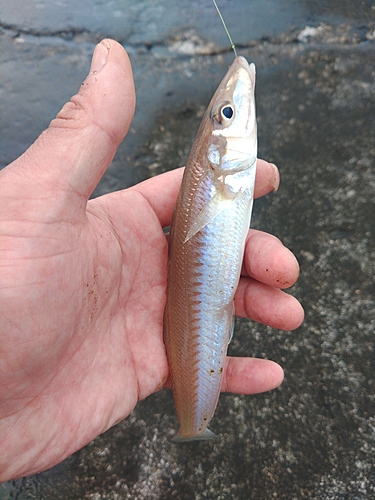 キスの釣果