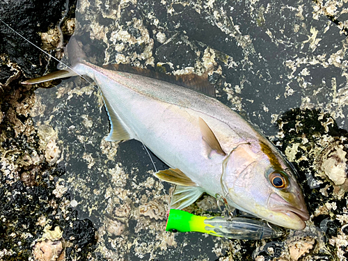 ショゴの釣果