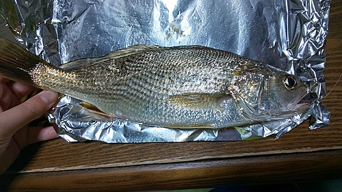 イシモチの釣果