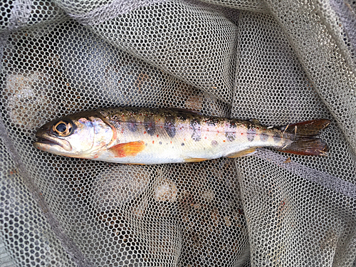 アマゴの釣果