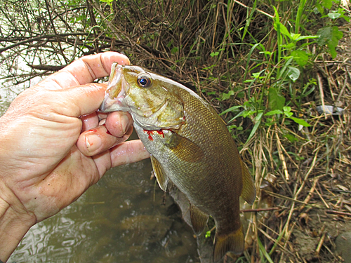 スモールマウスバスの釣果