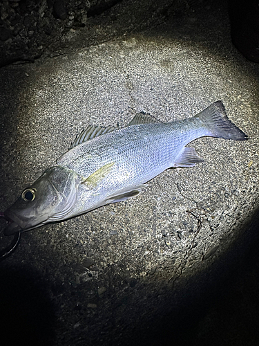 セイゴ（ヒラスズキ）の釣果