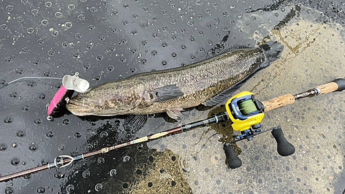 ライギョの釣果