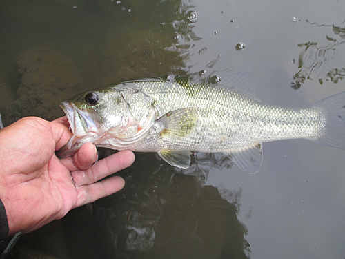 ラージマウスバスの釣果