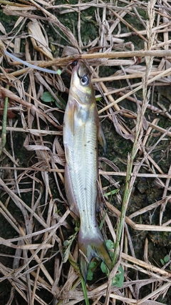 アメリカナマズの釣果