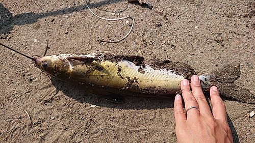 アメリカナマズの釣果