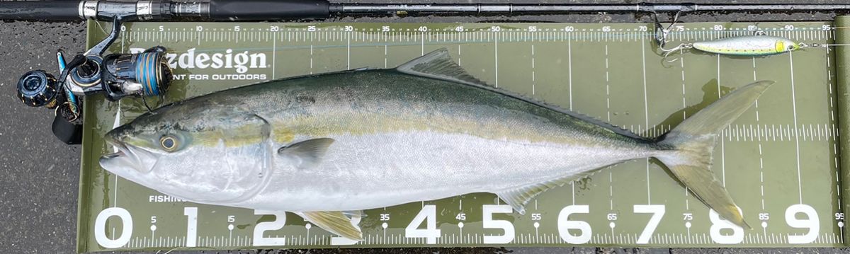 シマシマのSHIMANOさんの釣果 2枚目の画像